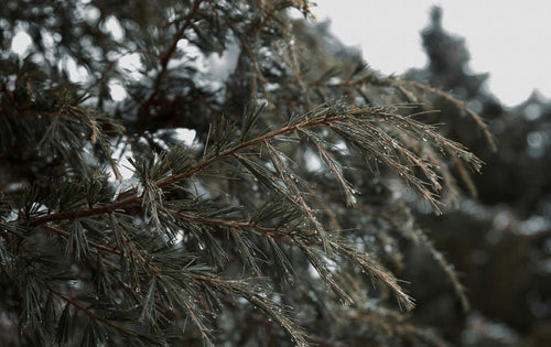 Cedrus (Cedar) - Simpson's Nurseries Ltd