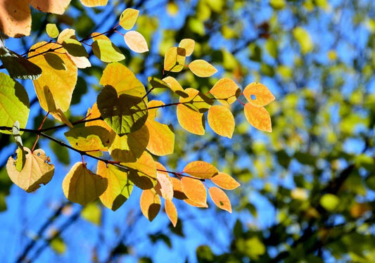 Cercidiphyllum (Katsura) - Simpson's Nurseries Ltd