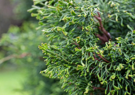 Chamaecyparis (Lawson Cypress) - Simpson's Nurseries Ltd