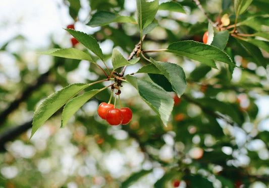 Cherry Trees - Simpson's Nurseries Ltd