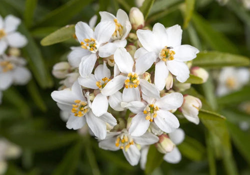 Choisya (Mexican Orange Blossom) - Simpson's Nurseries Ltd