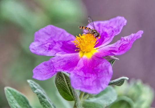 Cistus (Rock Rose) - Simpson's Nurseries Ltd