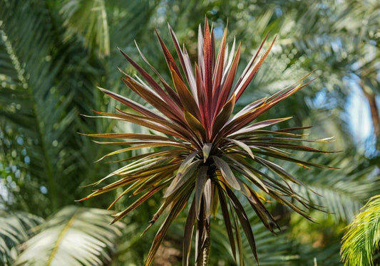Cordyline (Cabbage Tree) - Simpson's Nurseries Ltd