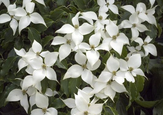 Cornus (Dogwood) - Simpson's Nurseries Ltd