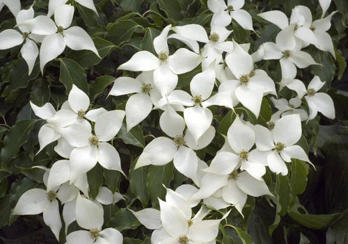 Cornus (Dogwood) - Simpson's Nurseries Ltd