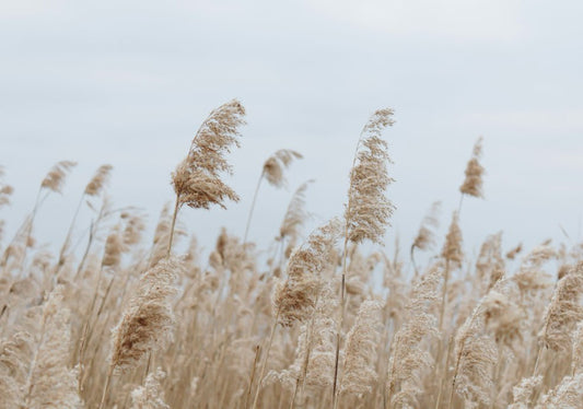 Cortaderia - Simpson's Nurseries Ltd