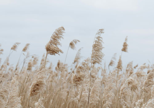 Cortaderia - Simpson's Nurseries Ltd