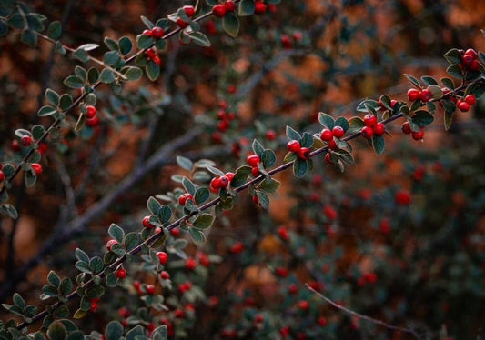 Cotoneaster - Simpson's Nurseries Ltd