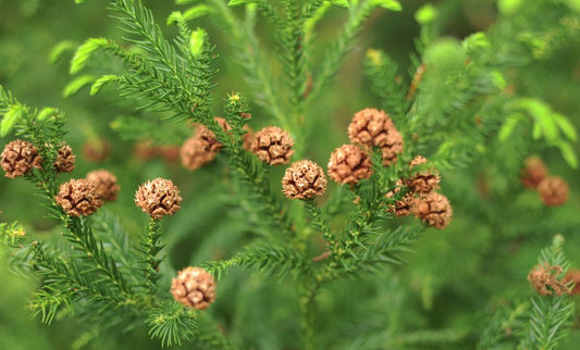 Cryptomeria (Japanese Cedar) - Simpson's Nurseries Ltd
