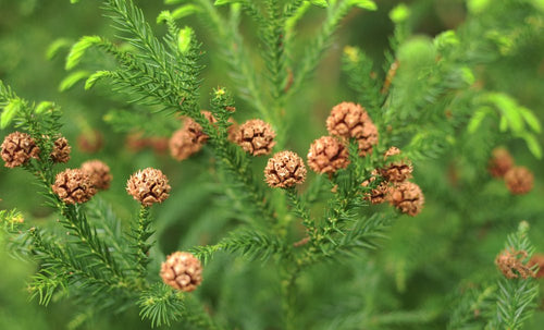 Cryptomeria (Japanese Cedar) - Simpson's Nurseries Ltd
