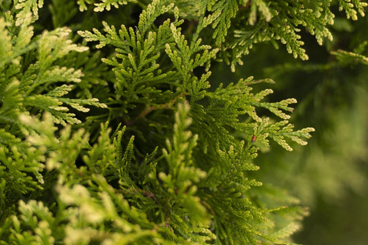 Cupressocyparis (Leylandii) - Simpson's Nurseries Ltd
