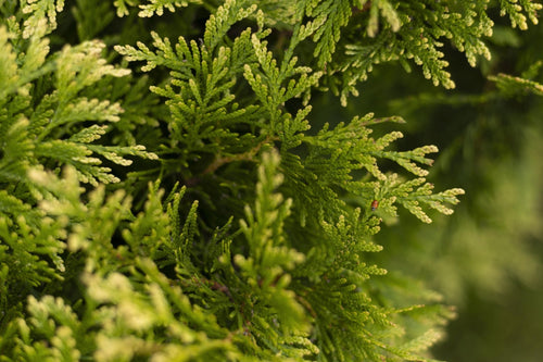 Cupressocyparis (Leylandii) - Simpson's Nurseries Ltd