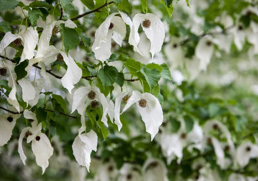 Davidia (Handkerchief) - Simpson's Nurseries Ltd