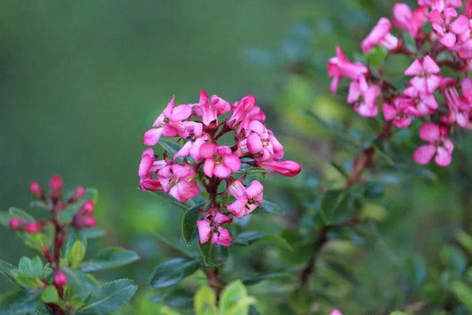Escallonia - Simpson's Nurseries Ltd