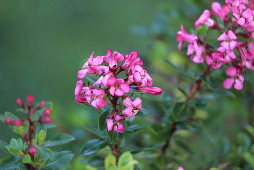 Escallonia - Simpson's Nurseries Ltd