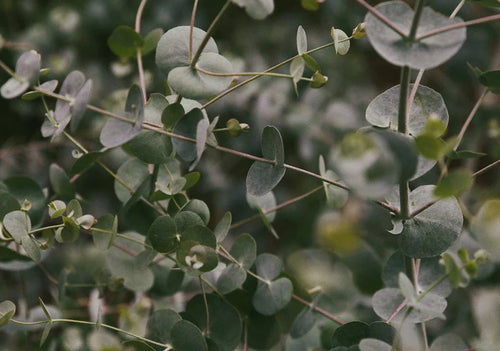 Eucalyptus (Gum) - Simpson's Nurseries Ltd
