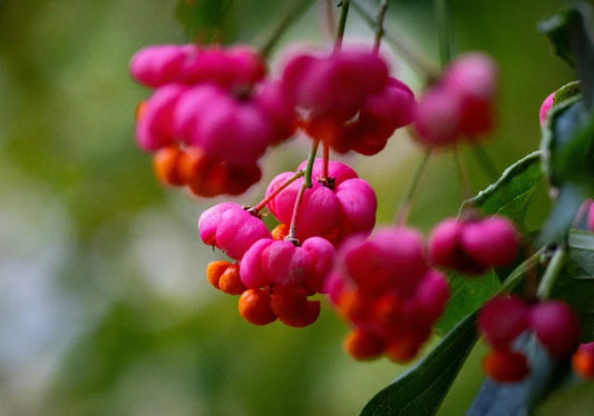 Euonymus (Spindle) - Simpson's Nurseries Ltd