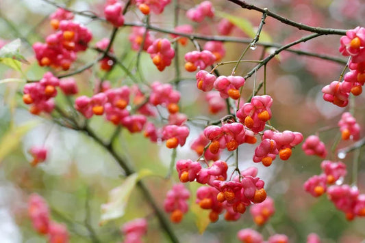 Euonymus (Spindle) - Simpson's Nurseries Ltd
