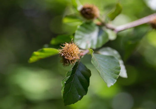 Fagus (Beech) - Simpson's Nurseries Ltd