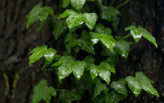 Fatshedera (Tree Ivy) - Simpson's Nurseries Ltd