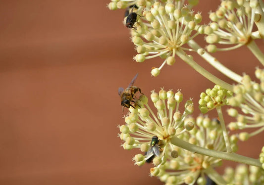 Fatsia (Japanese Aralia) - Simpson's Nurseries Ltd