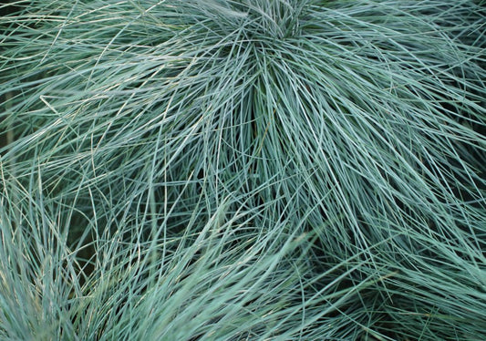 Festuca - Simpson's Nurseries Ltd
