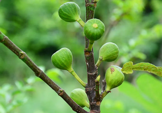 Fig Trees - Simpson's Nurseries Ltd