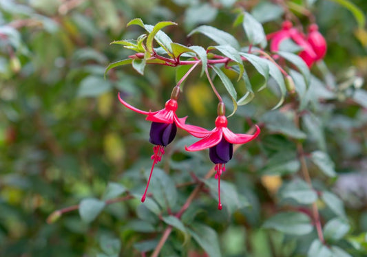 Fuchsia - Simpson's Nurseries Ltd