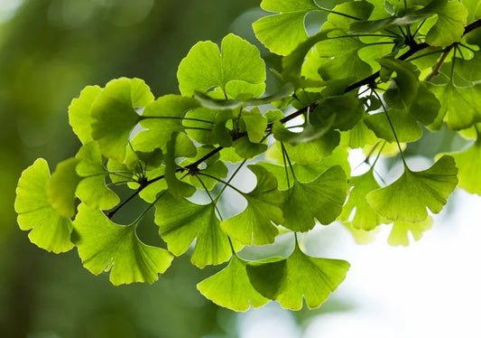 Ginkgo (Maidenhair) - Simpson's Nurseries Ltd