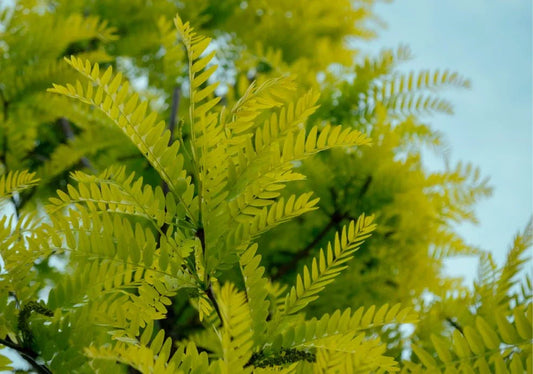 Gleditsia (Honey Locust) - Simpson's Nurseries Ltd