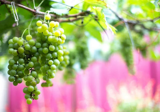 Grape Vines - Simpson's Nurseries Ltd