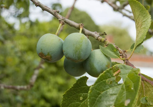 Greengage Trees - Simpson's Nurseries Ltd