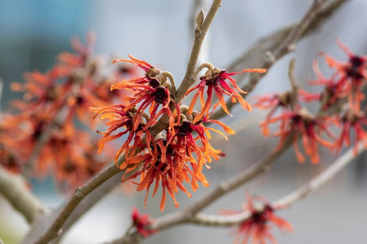 Hamamelis (Witch Hazel) - Simpson's Nurseries Ltd
