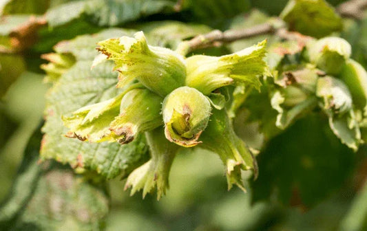 Hazelnut and Filbert Trees - Simpson's Nurseries Ltd