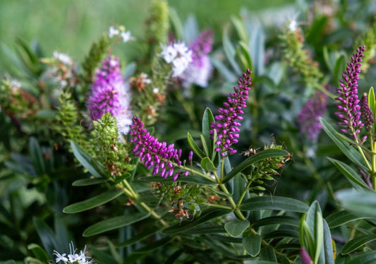 Hebe (Shrubby Veronica) - Simpson's Nurseries Ltd