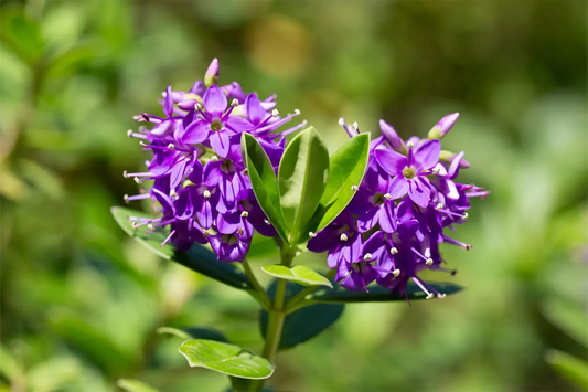 Hebe Plants T-X