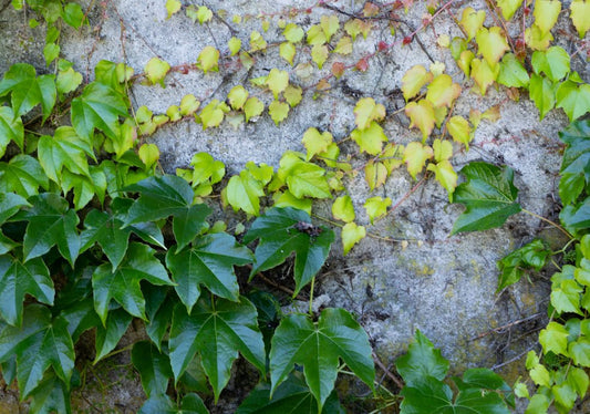 Hedera (Ivy) - Simpson's Nurseries Ltd