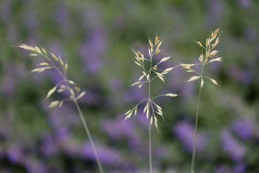 Helictotrichon - Simpson's Nurseries Ltd