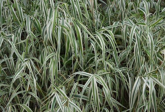 Holcus - Simpson's Nurseries Ltd