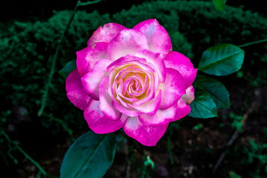 Roses - Hybrid Tea