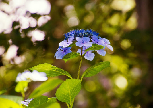 Hydrangea - Simpson's Nurseries Ltd