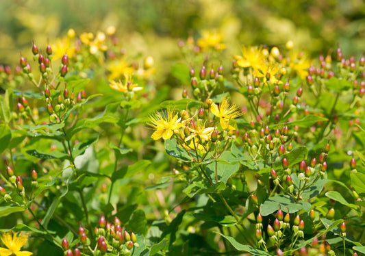 Hypericum (St Johns Wort) - Simpson's Nurseries Ltd