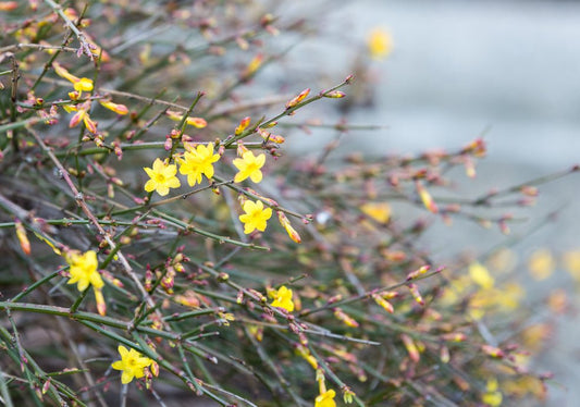 Jasminum (Jasmine) - Simpson's Nurseries Ltd