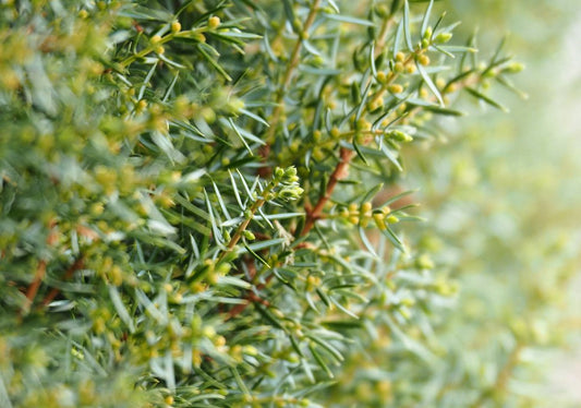 Juniperus (Juniper) - Simpson's Nurseries Ltd