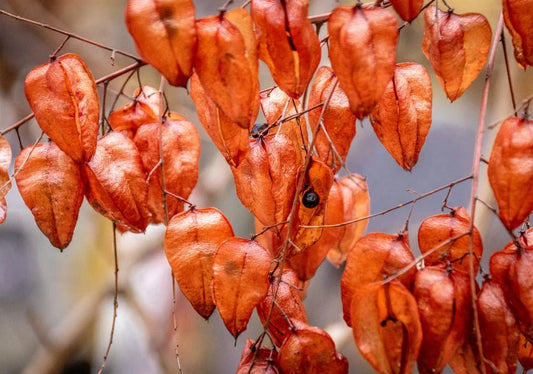 Koelreuteria (Golden Rain) - Simpson's Nurseries Ltd