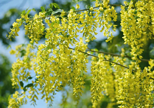 Laburnum (Golden Chain) - Simpson's Nurseries Ltd