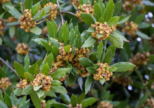 Laurus (Bay) - Simpson's Nurseries Ltd