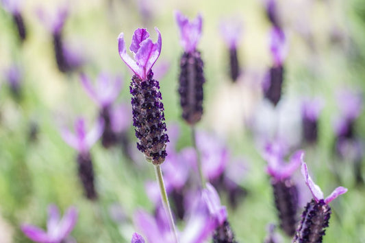 Lavender - Simpson's Nurseries Ltd