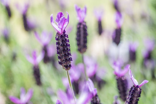 Lavender - Simpson's Nurseries Ltd