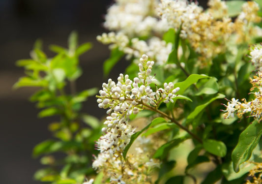 Ligustrum (Privet) - Simpson's Nurseries Ltd